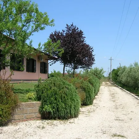 Il Vigneto