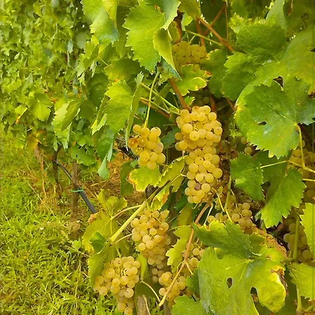 Frühstückspension Il Vigneto 2*